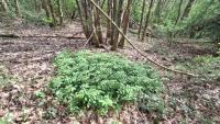 Polygonatum multiflorum