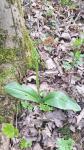 Platanthera chlorantha