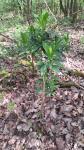 Daphne laureola