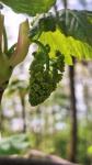 Acer pseudoplatanus