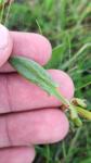 Rumex acetosella