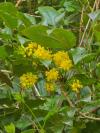 Berberis aquifolium