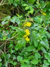 Berberis aquifolium