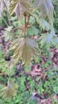 Acer platanoides