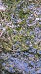 Potamogeton crispus