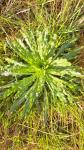Reseda luteola