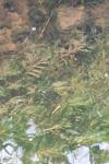 Potamogeton crispus