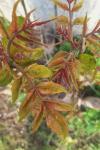 Ailanthus altissima
