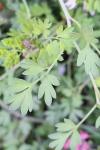 Fumaria muralis