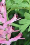 Fumaria muralis