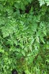 Conium maculatum