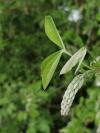 Cytisus
