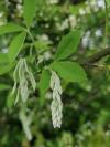 Cytisus