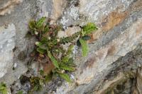Asplenium ceterach