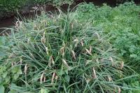 Carex pendula