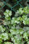 Geranium lucidum