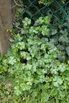 Geranium lucidum