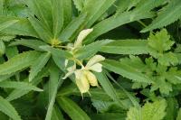 Helleborus viridis