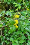 Berberis aquifolium