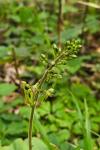 Neottia ovata
