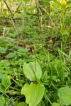 Neottia ovata