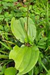 Neottia ovata