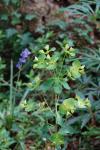 Euphorbia amygdaloides