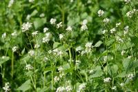 Alliaria petiolata