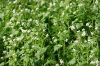 Alliaria petiolata