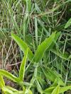Lathyrus latifolius