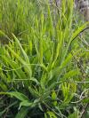 Lathyrus latifolius