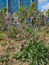 Datura stramonium