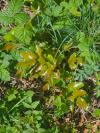 Berberis aquifolium