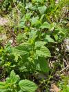 Melissa officinalis