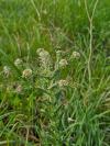 Lepidium campestre