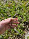 Lathyrus nissolia