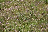 Erodium cicutarium