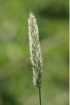Alopecurus pratensis
