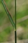 Alopecurus pratensis