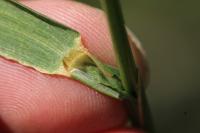 Alopecurus pratensis