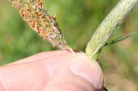 Alopecurus pratensis