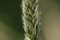 Alopecurus pratensis
