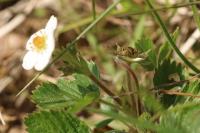 Fragaria vesca