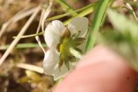 Fragaria vesca