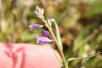 Polygala vulgaris