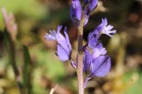 Polygala vulgaris