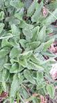 Betonica officinalis