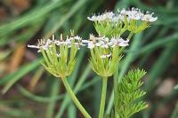 Scandix pecten-veneris