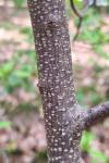 Frangula alnus