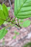 Frangula alnus